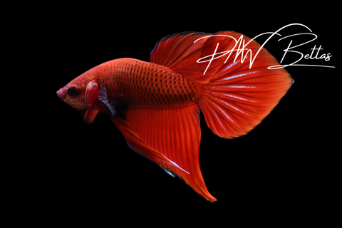Splendens Hybrid Red Male | Franks Bettas Wild Type | FW122
