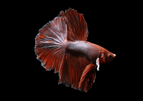 Salamander Halfmoon Male Betta | 5297