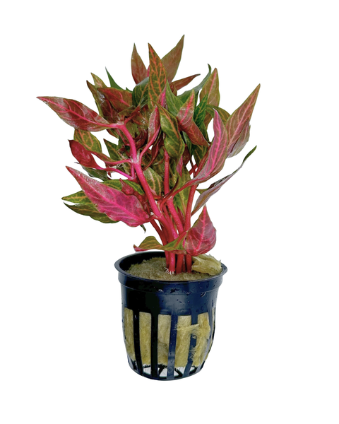 Scarlet Temple Variegated | Alternathrta Reneckii