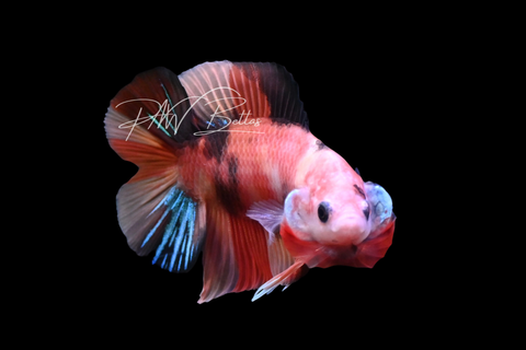 Koi DTPK Male Betta | M2908