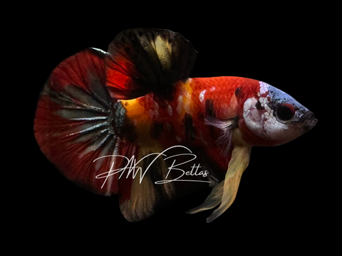 Nemo Copper HMPK Male Betta | M3021