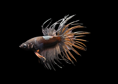 Yellow Copper Crowntail Male Betta | 5196