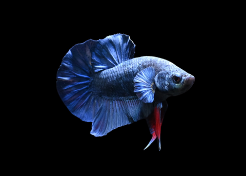 Turquoise HMPK Male Betta | 5279