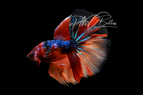 Koi Halfmoon Male Betta | M5010