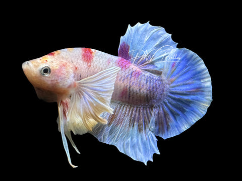 Marble Dumbo HMPK Male Betta | M2563