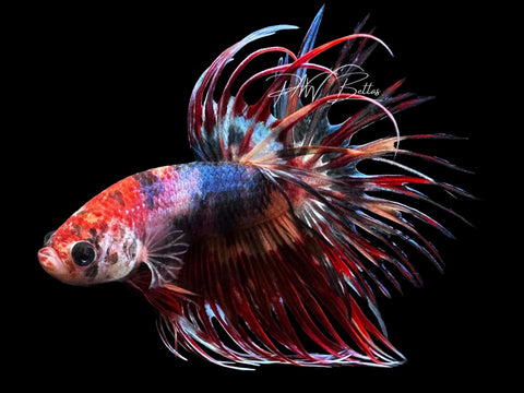 Marble Crowntail Male Betta | M2852