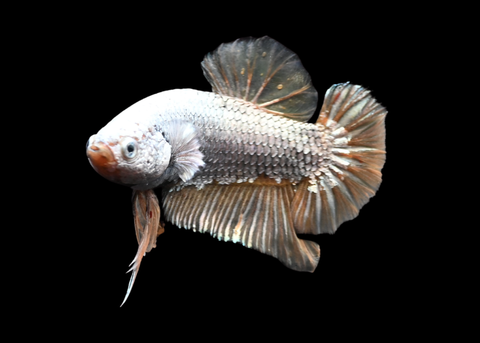 Yellow Dragon Vanda HMPK Male Betta | 5255