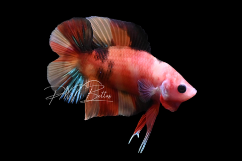 Koi DTPK Male Betta | M2908
