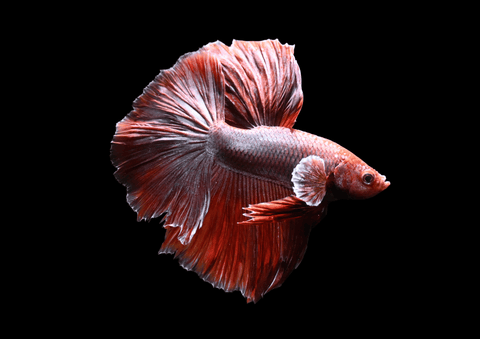 Salamander Halfmoon Male Betta | 5297