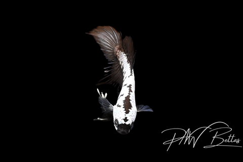 Samurai HMPK Male Betta | 5143
