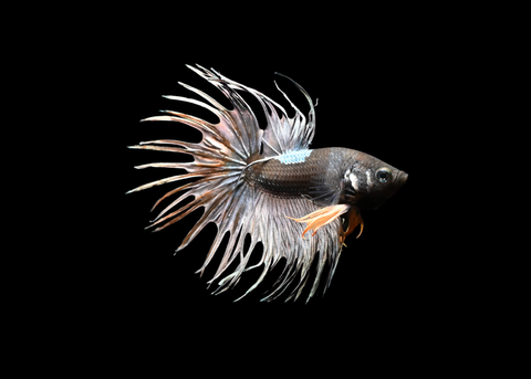 Yellow Copper Crowntail Male Betta | 5196
