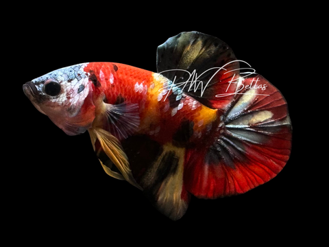 Nemo Copper HMPK Male Betta | M3021