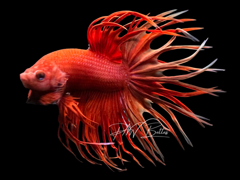 Red King Crowntail Male Betta | M3065