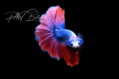 Mascot Halfmoon Male Betta | M5052