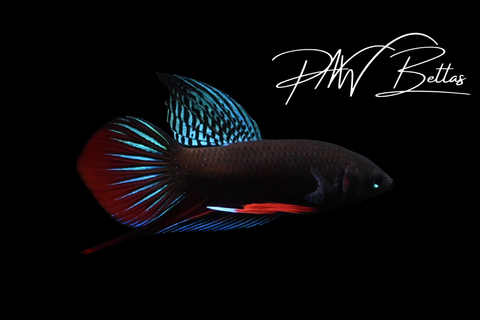 Siamorientalis Male | Franks Bettas Wild Type | FW123