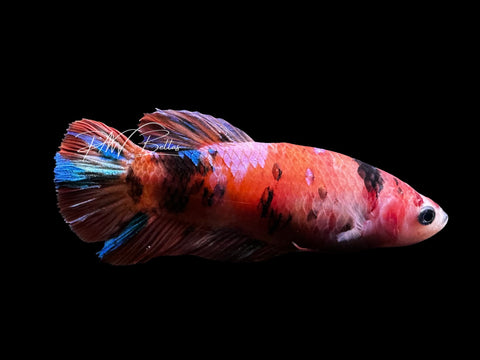 Giant Orange Koi PK Female Betta | F2809