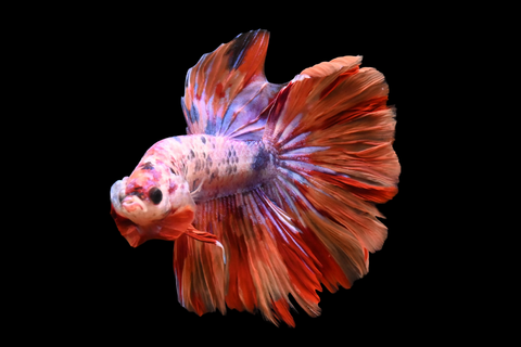 Candy Galaxy Delta Male Betta | M5113