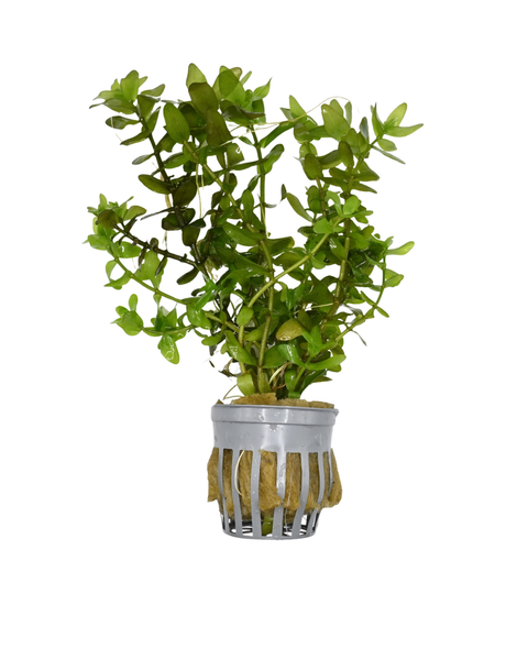 Green Bacopa | Bacopa Caroliniana