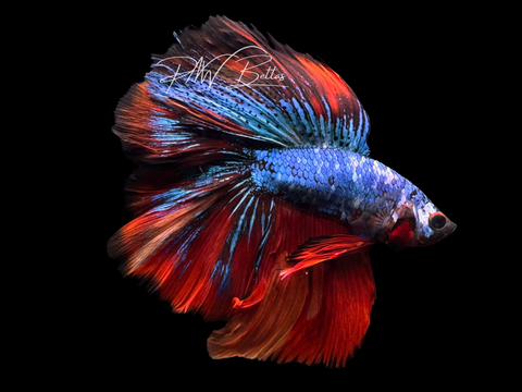 Marble DTHM Male Betta | M3064