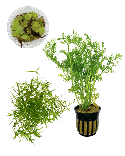 Shrimp Plant Pack