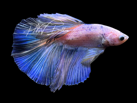 Pastel Halfmoon Male Betta | M3020