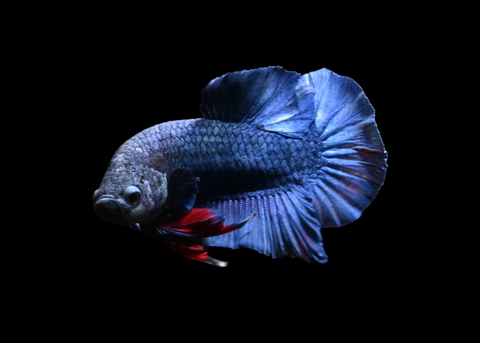 Turquoise HMPK Male Betta | 5279