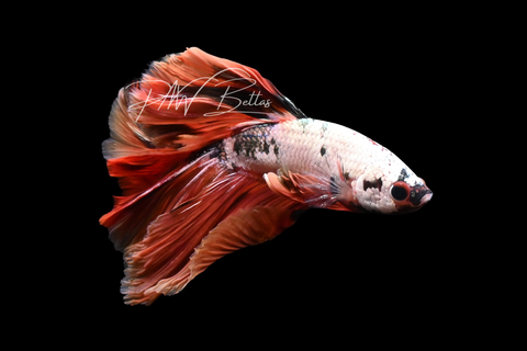 Copper Nemo Halfmoon Male Betta | M2909