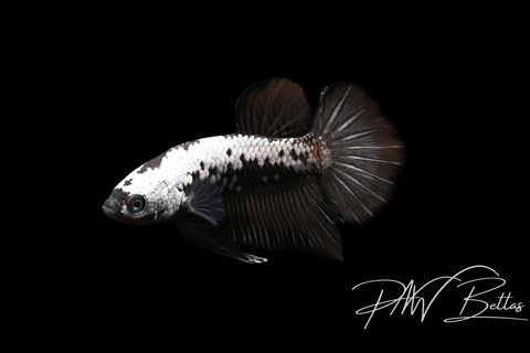 Samurai HMPK Male Betta | 5143
