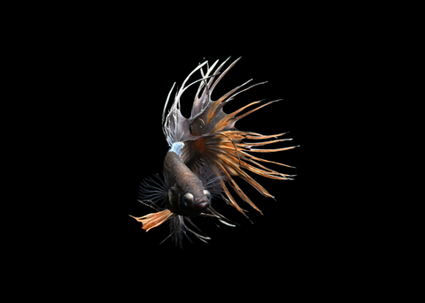 Yellow Copper Crowntail Male Betta | 5196