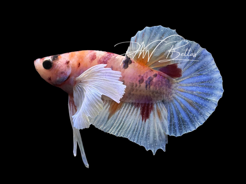 Candy Dumbo HMPK Male LM4