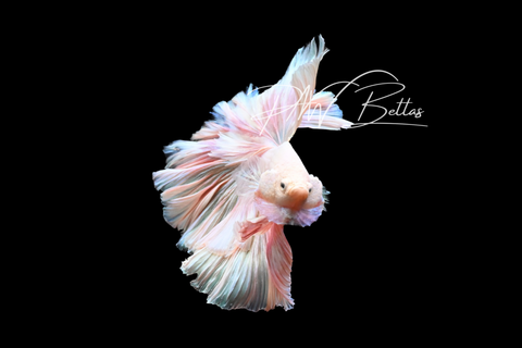 Pastel Halfmoon Male Betta | M5011