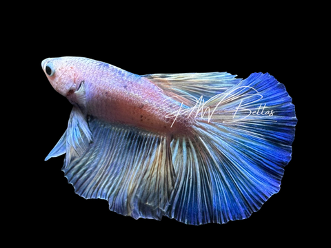 Pastel Halfmoon Male Betta | M3020