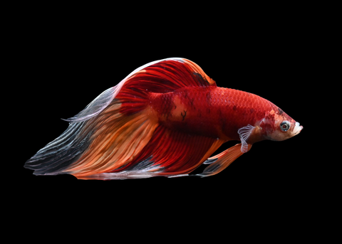 Nemo Veiltail Male Betta | 5197