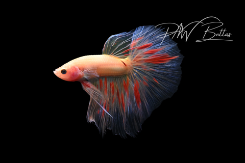 Armageddon Halfmoon Male Betta | M5053