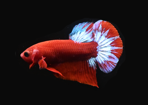 Hellboy HMPK Male Betta | 5254