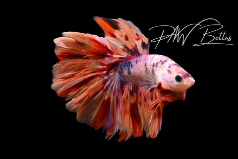 Candy Galaxy Delta Male Betta | M5113