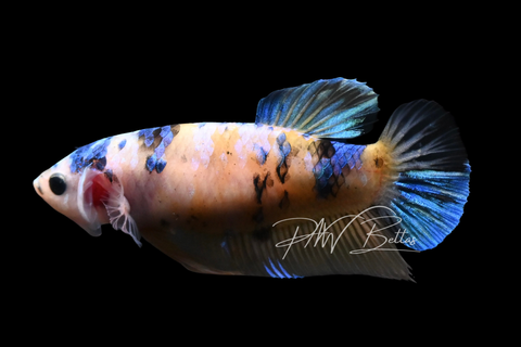 Live Betta Sale