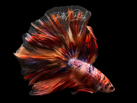Candy Halfmoon Male Betta | M3063