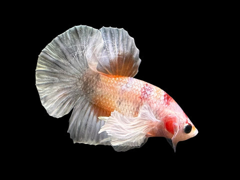 Dumbo Marble HMPK Male Betta | M2307