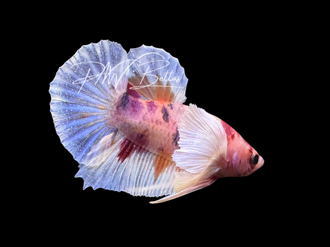 Candy Dumbo HMPK Male LM4