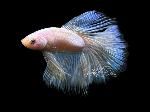 Pastel Halfmoon Male Betta | M2310
