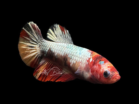 Nemo Copper Halfmoon Female Betta | F1469