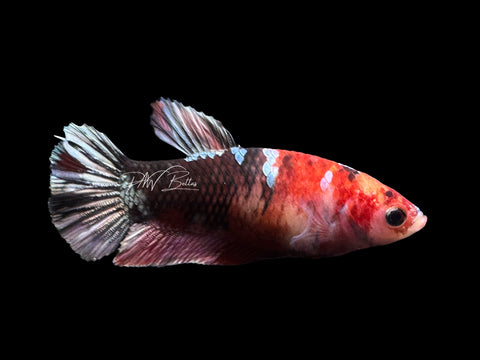 Copper Marble HMPK Female Betta | F1647