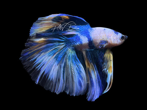 Fancy Yellow Koi HM Male Betta | M2615