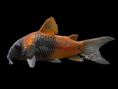 Orange Venezuelan Corydoras | Corydoras aeneus "Venezuela"