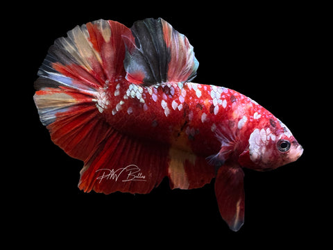 Nemo Galaxy HMPK Male Betta | M2397