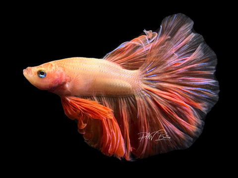 Armageddon HM Male Betta | M2590