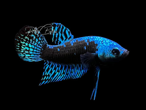 Samurai Alien Male Betta | M2856