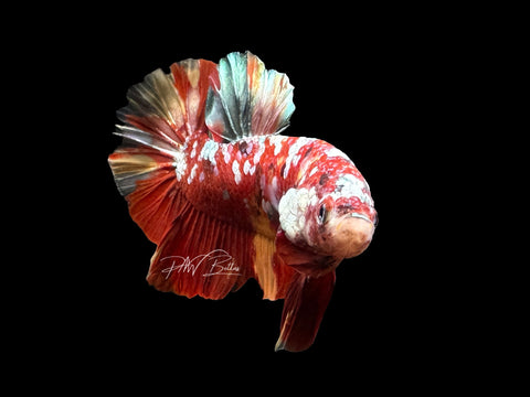 Nemo Galaxy HMPK Male Betta | M2397