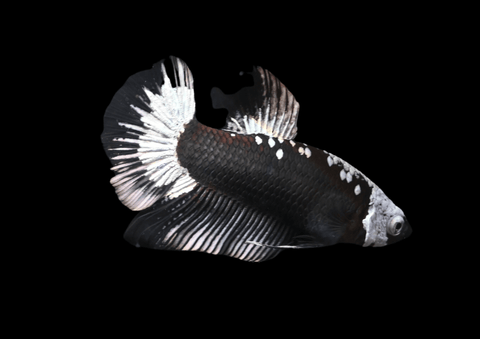 Black Samurai HMPK Male Betta | 5281